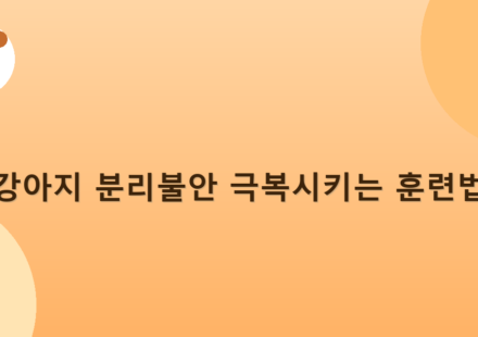 강아지 분리불안 극복시키는 훈련법