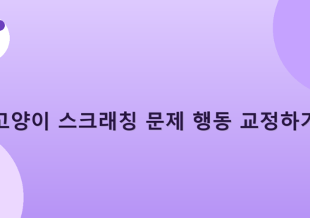 고양이 스크래칭 문제 행동 교정하기