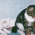 고양이 화장실 모래통 앞에 있는 고양이들